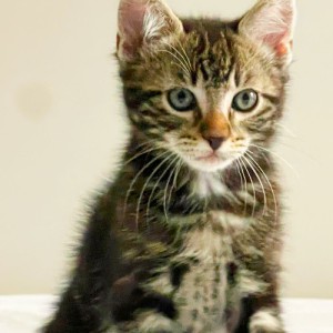 Katzenbabies 