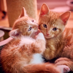 Rote Katzenbabies
