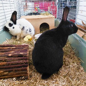 Stracciatella und Daisy