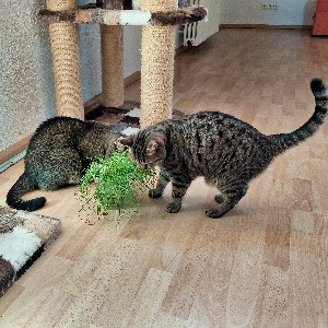 Simba & Coki