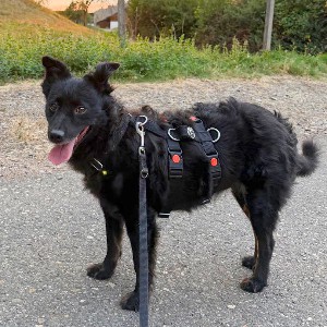 Greta