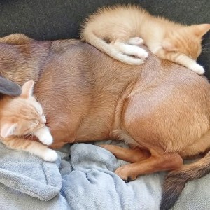 2 Babykatzen