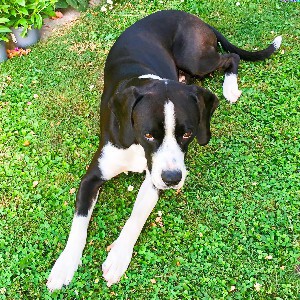 Snoopy