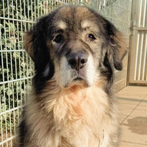 Zeus - leider verstorben 